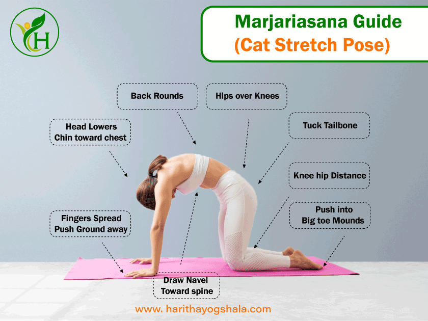 Infographics of Marjariasana (Cat Stretch Pose)